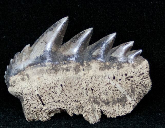 Fossil Cow Shark (Notorynchus) Tooth - South Carolina #12963